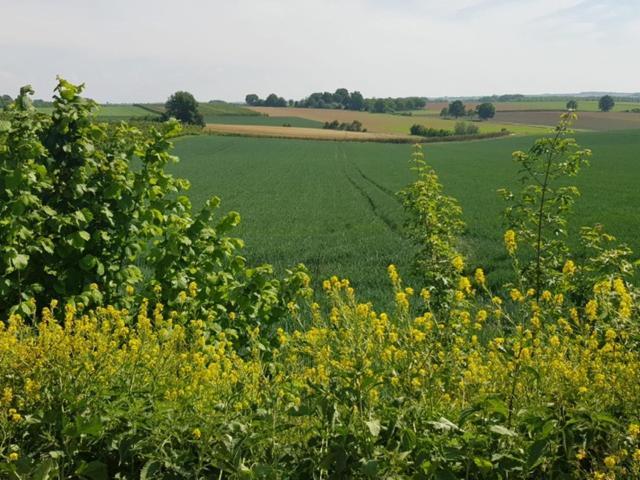 Boslucht Leuven Bed & Breakfast Heverlee Luaran gambar